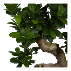 Ficus Microcarpa Ginseng - Bonsai - P25 H70 - Kamerplant -Botanische Tuin ficus microcarpa ginseng bonsai p25 h70 6