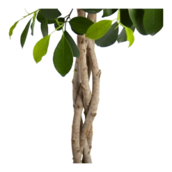 Ficus Microcarpa Nitida Op Gevlochten Stam - Treurvijg - P24 H100 - Kamerplant -Botanische Tuin ficus microcarpa nitida op gevlochten stam treurvijg p24 h100 3