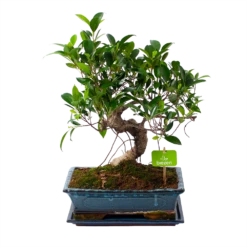 Ficus Retusa Taiwan - Bonsai - P29 H50 - Kamerplant