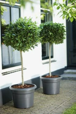 Bloempot Elho Green Basics Cilinder 40cm - Living Black -Botanische Tuin green basics cilinder 40cm bloempot living black 7 16