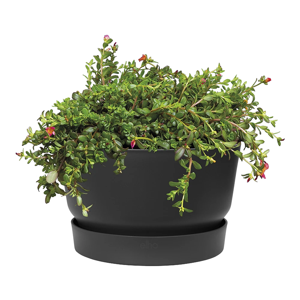 Plantenschaal Elho Greenville 33cm - Living Black 2 Plantenschaal Elho Greenville 33cm - Living Black - Afbeelding 2