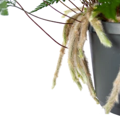 Humata Tyermannii - In Hangpot - P17 H30 - Kamerplant -Botanische Tuin humata tyermannii in hangpot p17 h30 6