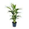 Kentiapalm - Howea Forsteriana - P19 H80 - Kamerplant