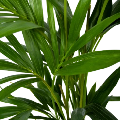 Kentiapalm - Howea Forsteriana - P19 H80 - Kamerplant -Botanische Tuin kentiapalm howea forsteriana p19 h80 6