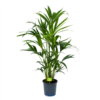 Kentiapalm - Howea Forsteriana - P21 H120 - Kamerplant