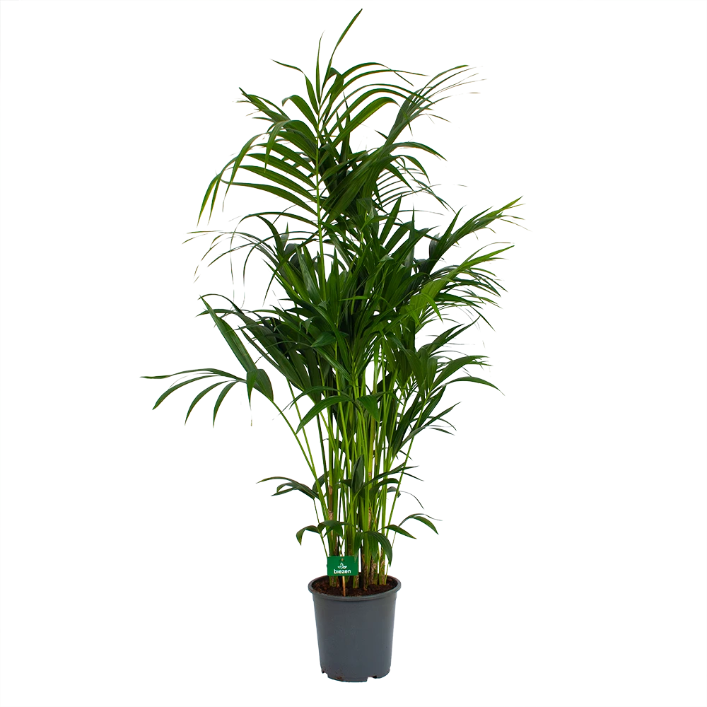 Kentiapalm - Howea Forsteriana - P27 H170 - Kamerplant 2 Kentiapalm - Howea Forsteriana - P27 H170 - Kamerplant - Afbeelding 2