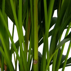 Kentiapalm - Howea Forsteriana - P27 H170 - Kamerplant 7 Kentiapalm - Howea Forsteriana - P27 H170 - Kamerplant -Botanische Tuin kentiapalm howea forsteriana p27 h170 5