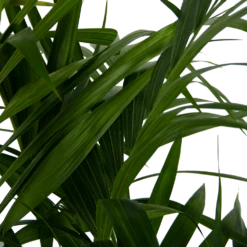 Kentiapalm - Howea Forsteriana - P27 H170 - Kamerplant 8 Kentiapalm - Howea Forsteriana - P27 H170 - Kamerplant -Botanische Tuin kentiapalm howea forsteriana p27 h170 6
