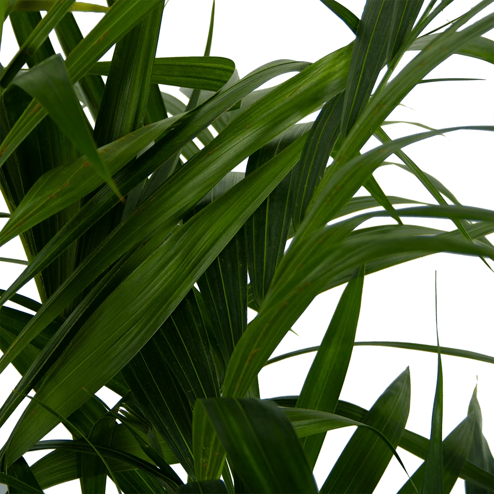 Kentiapalm - Howea Forsteriana - P27 H170 - Kamerplant 4 Kentiapalm - Howea Forsteriana - P27 H170 - Kamerplant - Afbeelding 4