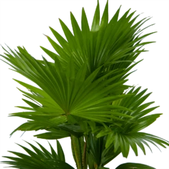 Livistona Rotundifolia In Gevlochten Caryota Pot - Chinese Schermpalm - P19 H50 - Kamerplant -Botanische Tuin livistona rotundifolia in pot chinese schermpalm p19 h50 kamerplant 3