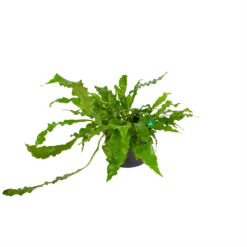 Microsorum Crocodyllus - Krokodillenvaren - P37 H85 - Kamerplant