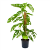 Monstera Adansonii Op Mosstok - Monkey Mask/Leaf- P16 H65 - Kamerplant