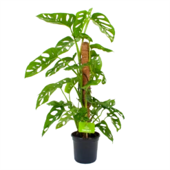 Monstera Adansonii Op Mosstok - Monkey Mask/Leaf- P16 H65 - Kamerplant
