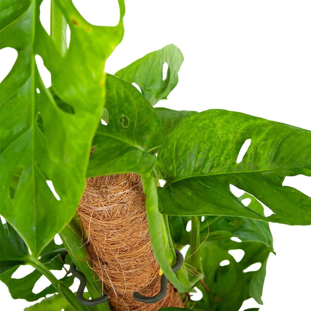 Monstera Adansonii Op Mosstok - Monkey Mask/Leaf- P16 H65 - Kamerplant 2 Monstera Adansonii Op Mosstok - Monkey Mask/Leaf- P16 H65 - Kamerplant - Afbeelding 2