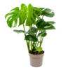 Monstera Deliciosa - Gatenplant - P17 H65 - Kamerplant