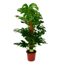 Monstera Deliciosa Op Mosstok - Gatenplant - P24 H120 - Kamerplant