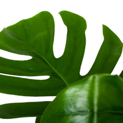 Monstera Deliciosa Op Mosstok - Gatenplant - P24 H120 - Kamerplant -Botanische Tuin monstera deliciosa op mosstok gatenplant p24 h120 6