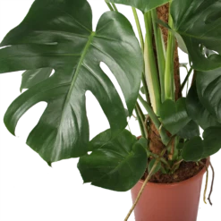 Monstera Deliciosa Op Mosstok - Gatenplant - P27 H120 - Kamerplant -Botanische Tuin monstera deliciosa op mosstok gatenplant p27 h120 5 3