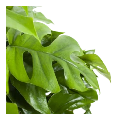 Monstera Minima - Gatenplant - In Hangpot - P27 H30 - Kamerplant -Botanische Tuin monstera minima gatenplant in hangpot p27 h30 6