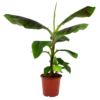 Musa Dwarf Cavendish - Bananenplant - P21 H90 - Kamerplant