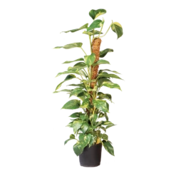 Nature - Kokosplantstok H120cm U00f860mm -Botanische Tuin nature kokosplantstok h120cm o60mm 3 2