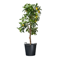 Nature - Ritzi Container Zwart 50L - Met Handgreep 5 Nature - Ritzi Container Zwart 50L - Met Handgreep -Botanische Tuin nature ritzi container zwart 50l met handgreep plantencontainer 3