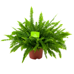 Nephrolepis Exalata Green Lady - Krulvaren - P19 H60 - Kamerplant