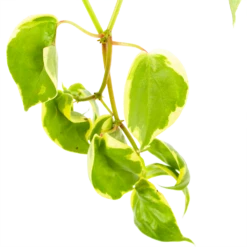 Peperomia Scandens Variegata - In Hangpot - P17 H30 - Kamerplant -Botanische Tuin peperomia scandens variegata in hangpot p17 h30 6