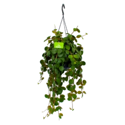 Peperomia Tetraphylla - In Hangpot - P15 H25 - Kamerplant