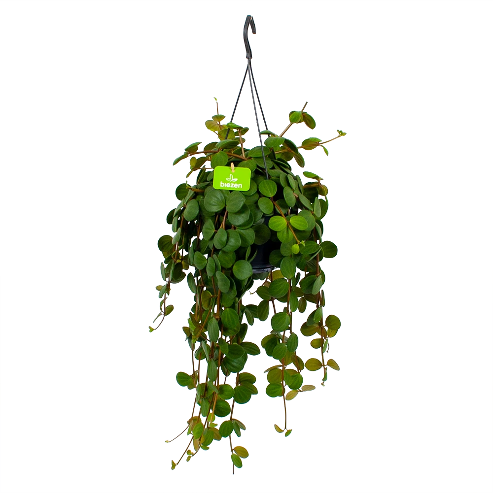 Peperomia Tetraphylla - In Hangpot - P15 H25 - Kamerplant 1 Peperomia Tetraphylla - In Hangpot - P15 H25 - Kamerplant