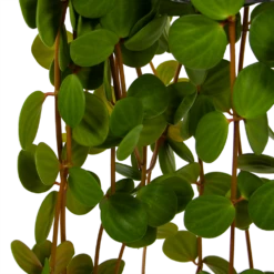 Peperomia Tetraphylla - In Hangpot - P15 H25 - Kamerplant 6 Peperomia Tetraphylla - In Hangpot - P15 H25 - Kamerplant -Botanische Tuin peperomia tetraphylla in hangpot p15 h25 6