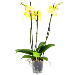 3 Taks Phalaenopsis Limelight - Vlinderorchidee - P12 H60 - Kamerplant