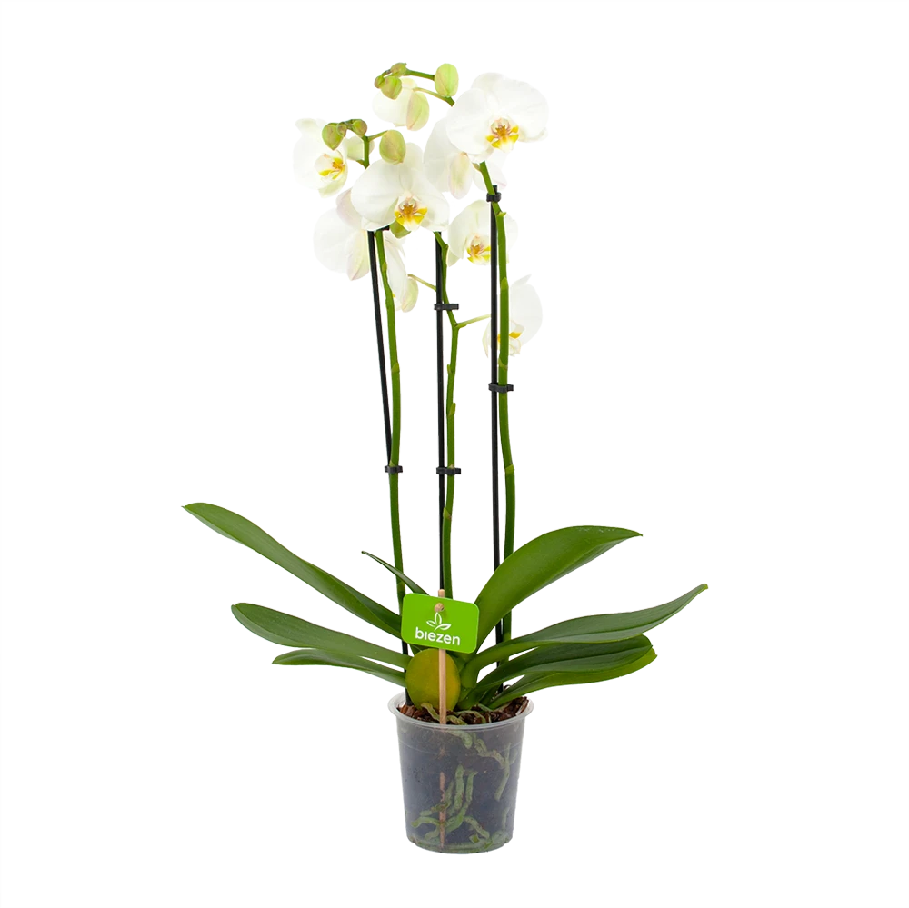 3 Taks Phalaenopsis Lighthouse - Vlinderorchidee - P12 H60 - Kamerplant 1 3 Taks Phalaenopsis Lighthouse - Vlinderorchidee - P12 H60 - Kamerplant