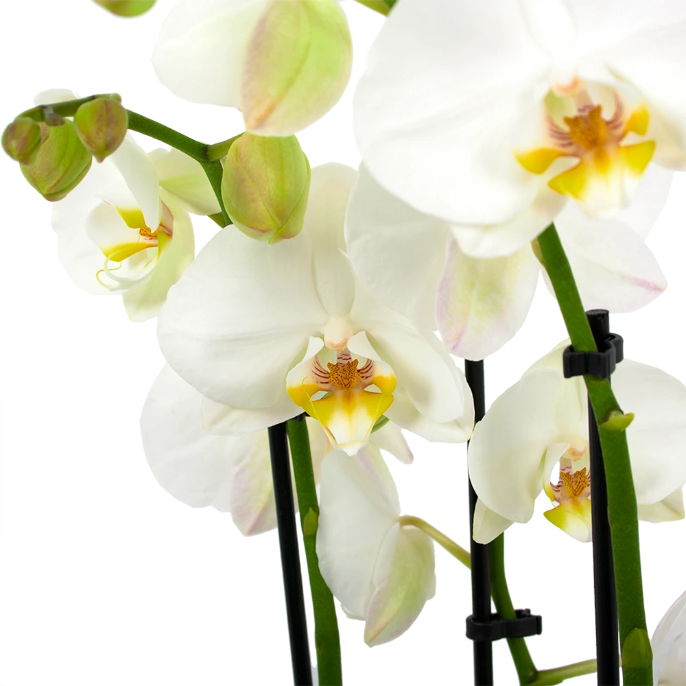 3 Taks Phalaenopsis Lighthouse - Vlinderorchidee - P12 H60 - Kamerplant 2 3 Taks Phalaenopsis Lighthouse - Vlinderorchidee - P12 H60 - Kamerplant - Afbeelding 2
