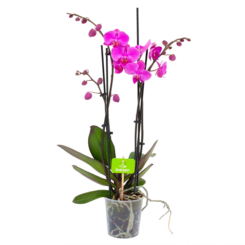 4 Taks Phalaenopsis Evolution - Vlinderorchidee - P12 H60 - Kamerplant 1 4 Taks Phalaenopsis Evolution - Vlinderorchidee - P12 H60 - Kamerplant