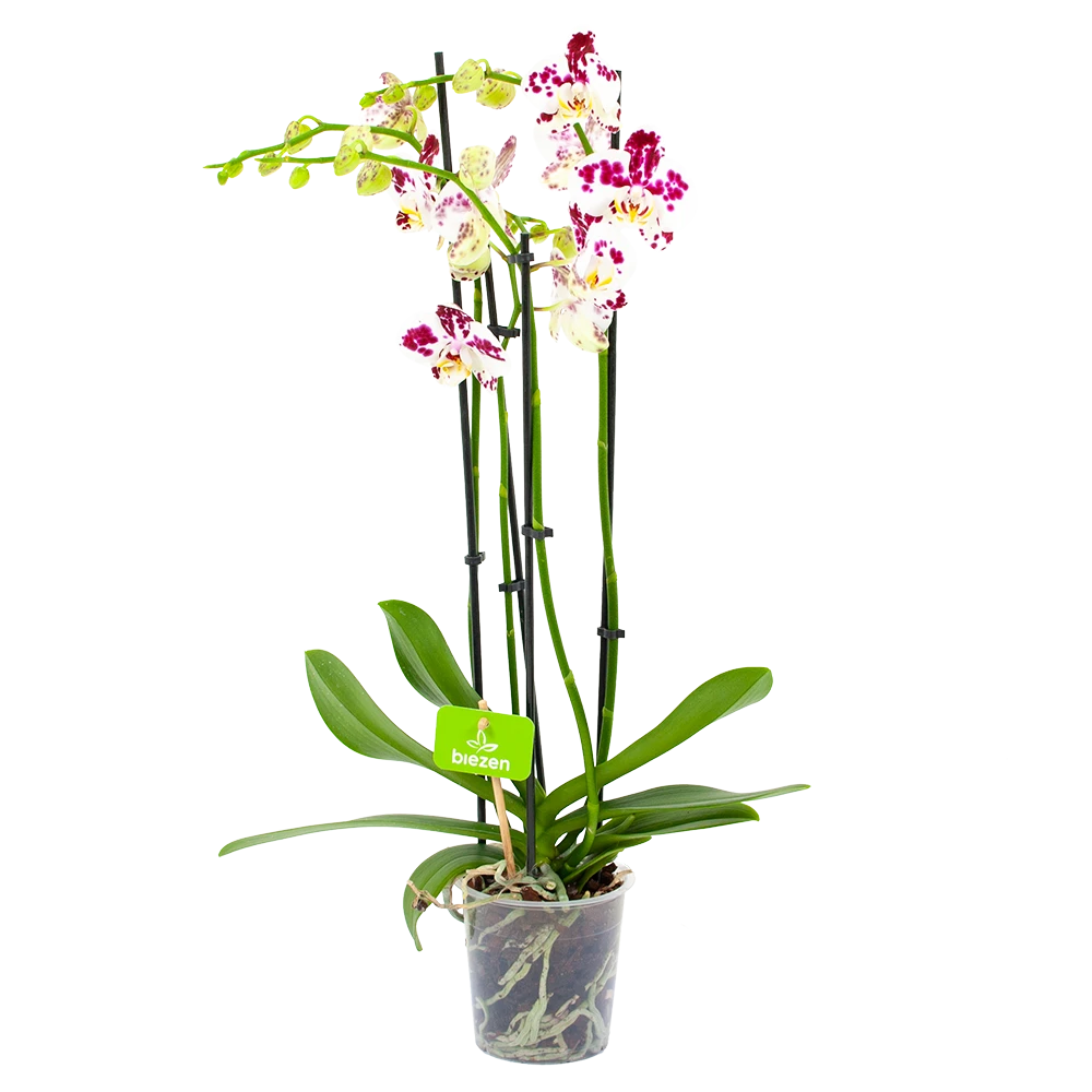 4 Taks Phalaenopsis Marrakesh - Vlinderorchidee - P12 H60 - Kamerplant 1 4 Taks Phalaenopsis Marrakesh - Vlinderorchidee - P12 H60 - Kamerplant