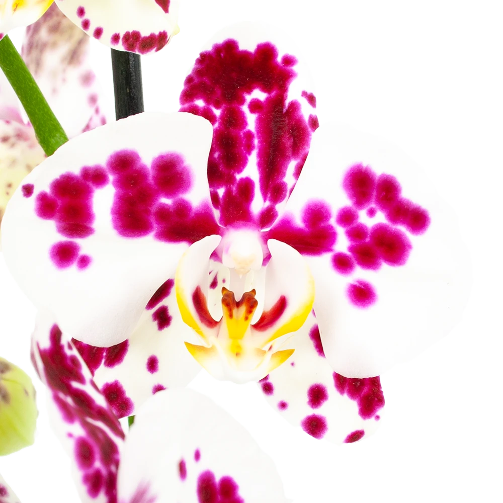 4 Taks Phalaenopsis Marrakesh - Vlinderorchidee - P12 H60 - Kamerplant 2 4 Taks Phalaenopsis Marrakesh - Vlinderorchidee - P12 H60 - Kamerplant - Afbeelding 2