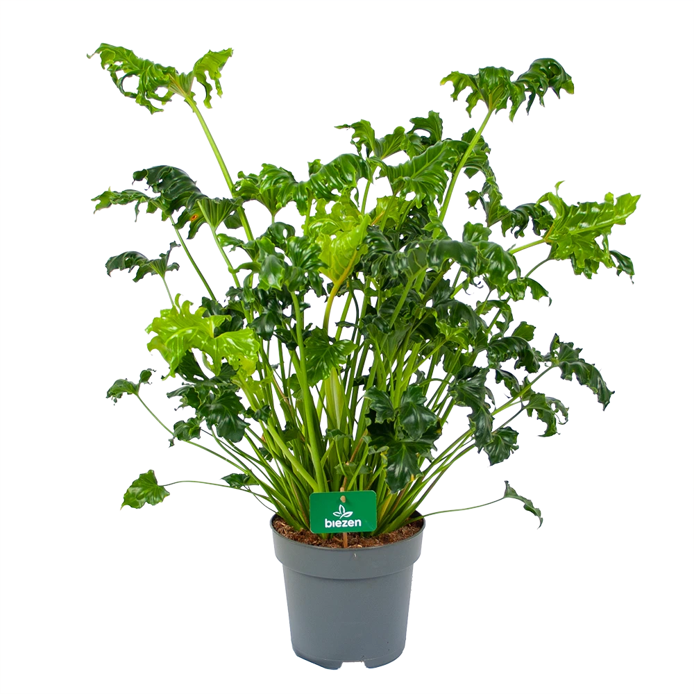 Philodendron Atlantis - P21 H75 - Kamerplant 1 Philodendron Atlantis - P21 H75 - Kamerplant