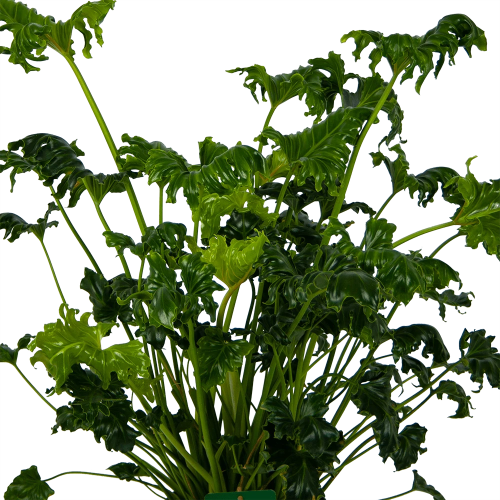 Philodendron Atlantis - P21 H75 - Kamerplant 2 Philodendron Atlantis - P21 H75 - Kamerplant - Afbeelding 2