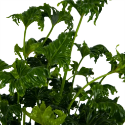 Philodendron Atlantis - P21 H75 - Kamerplant 6 Philodendron Atlantis - P21 H75 - Kamerplant -Botanische Tuin philodendron atlantis p21 h75 kamerplant 4