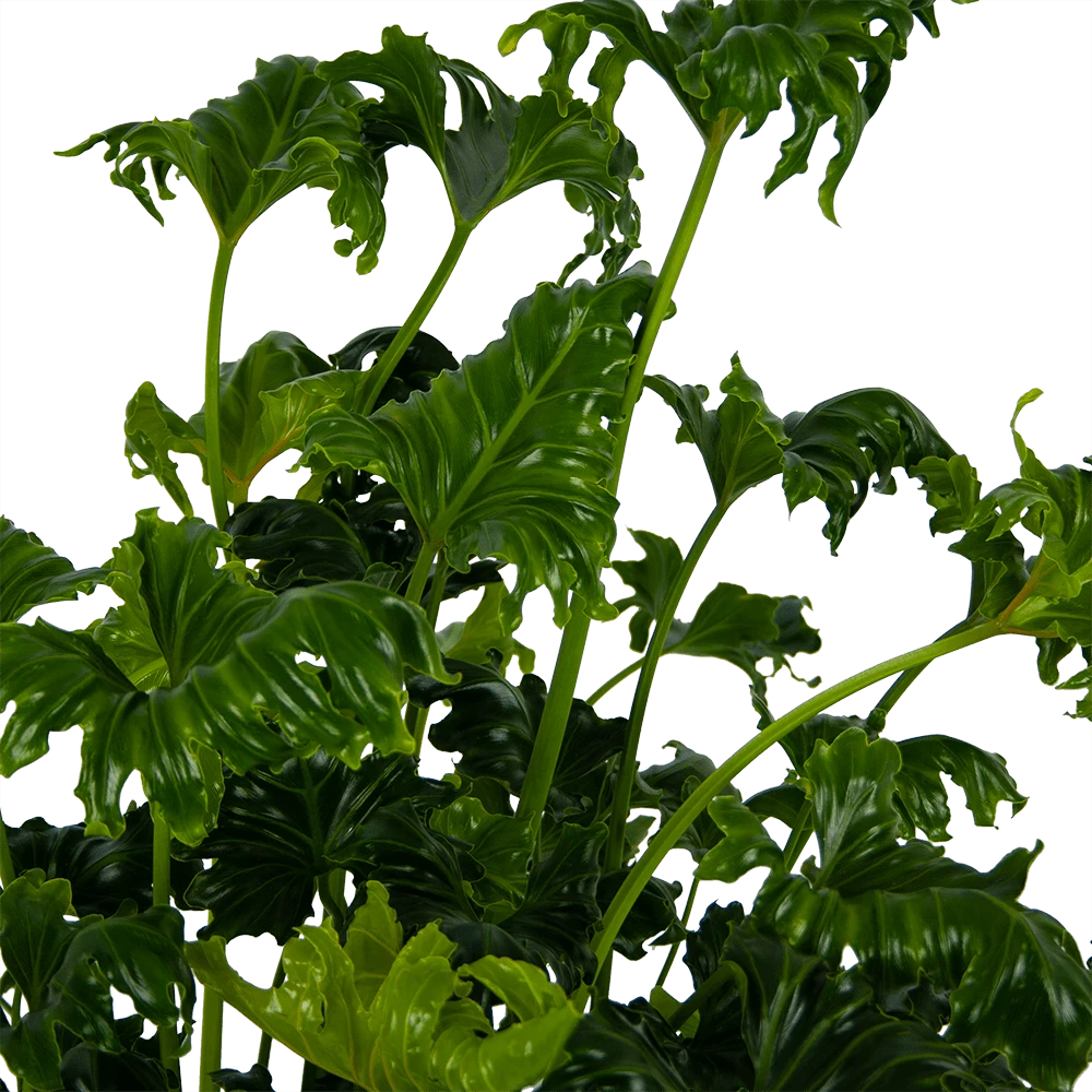 Philodendron Atlantis - P21 H75 - Kamerplant 3 Philodendron Atlantis - P21 H75 - Kamerplant - Afbeelding 3