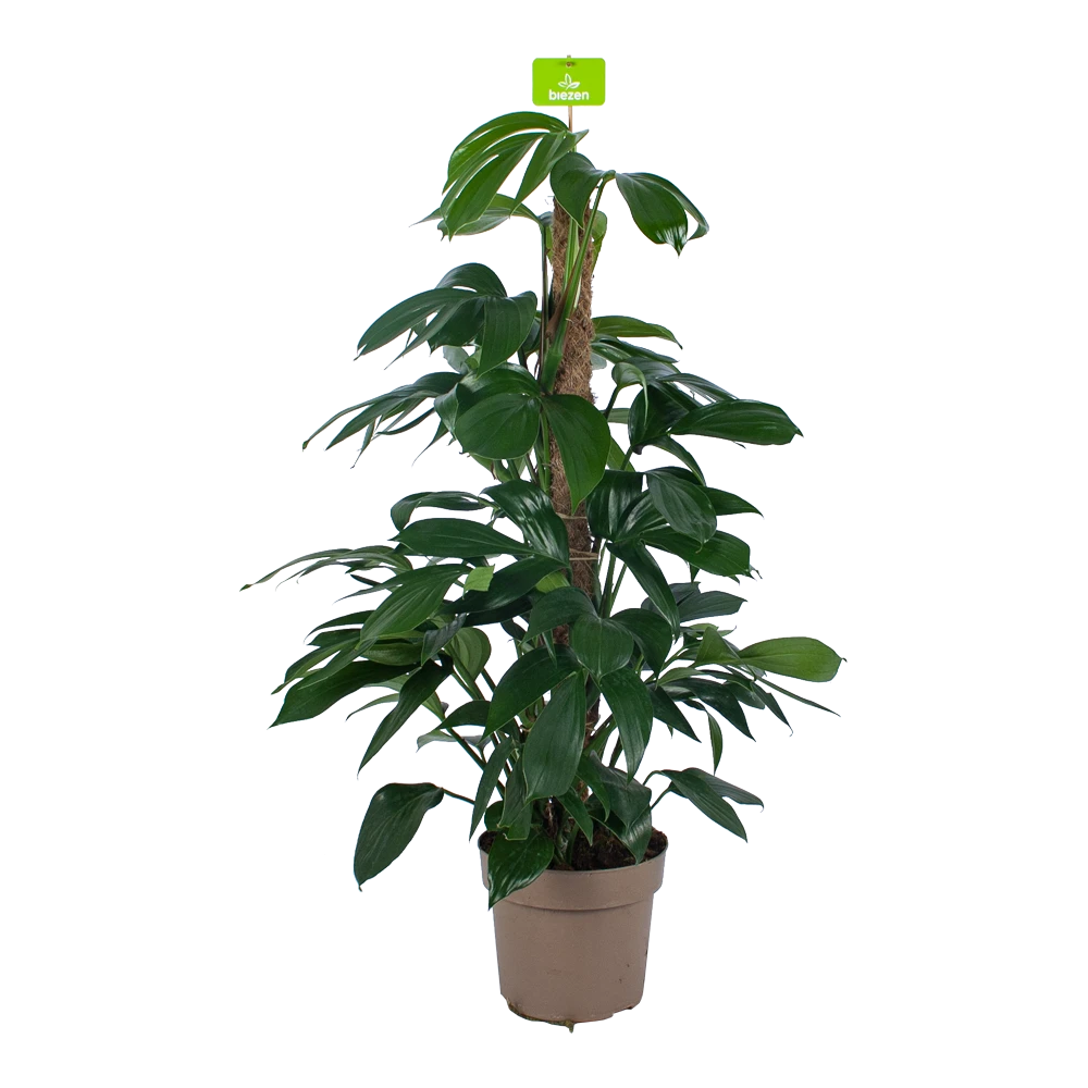Philodendron Florida Beauty Op Mosstok - P24 H80 - Kamerplant 1 Philodendron Florida Beauty Op Mosstok - P24 H80 - Kamerplant