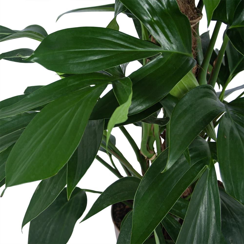 Philodendron Florida Beauty Op Mosstok - P24 H80 - Kamerplant 2 Philodendron Florida Beauty Op Mosstok - P24 H80 - Kamerplant - Afbeelding 2