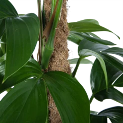 Philodendron Florida Beauty Op Mosstok - P24 H80 - Kamerplant 6 Philodendron Florida Beauty Op Mosstok - P24 H80 - Kamerplant -Botanische Tuin philodendron florida beauty op mosstok p24 h80 6 1