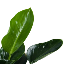 Philodendron Green Princess - P21 H70 - Kamerplant -Botanische Tuin philodendron green princess p21 h70 5