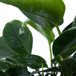 Philodendron Green Princess - P21 H70 - Kamerplant -Botanische Tuin philodendron green princess p21 h70 6