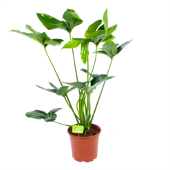 Philodendron Green Wonder - P19 H75 - Kamerplant