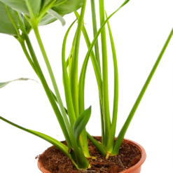 Philodendron Green Wonder - P19 H75 - Kamerplant -Botanische Tuin philodendron green wonder p19 h75 3 2