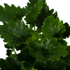 Philodendron Grizzly - P21 H55 - Kamerplant 6 Philodendron Grizzly - P21 H55 - Kamerplant -Botanische Tuin philodendron grizzly p21 h55 6