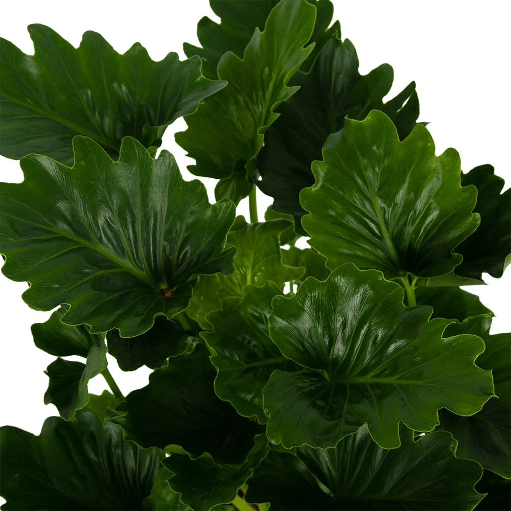 Philodendron Grizzly - P21 H55 - Kamerplant 3 Philodendron Grizzly - P21 H55 - Kamerplant - Afbeelding 3